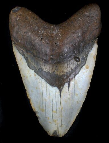 Bargain Megalodon Tooth - North Carolina #36914